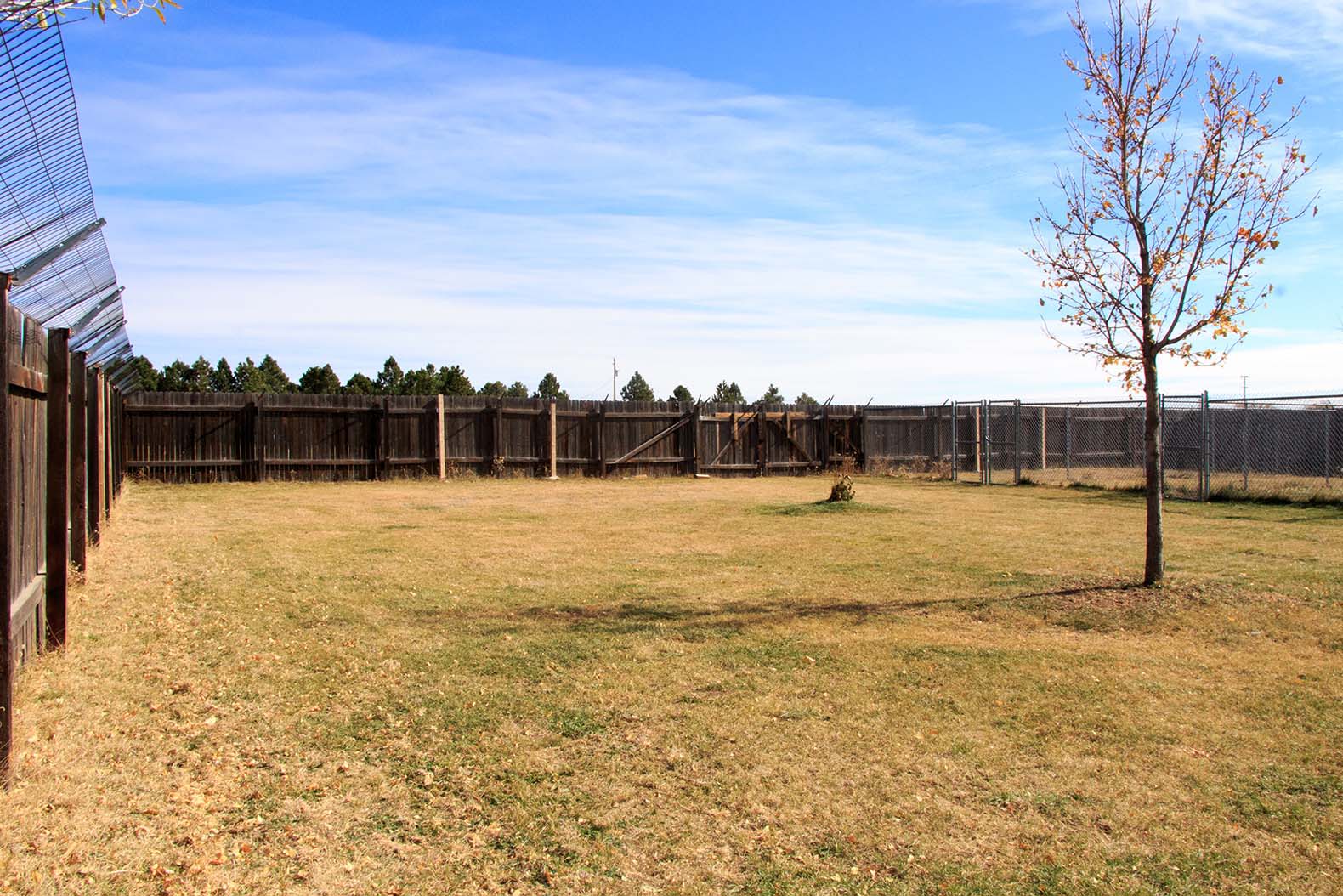 Dog playing in daycare