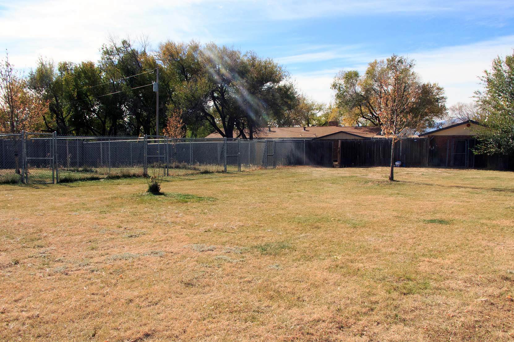 Dog playing in daycare