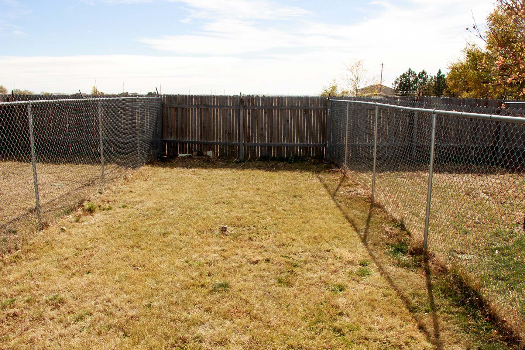 Dog playing in daycare